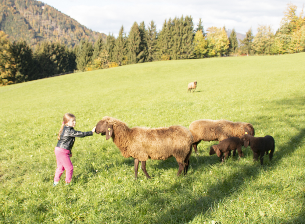 Anna mit braunen Bergschafen