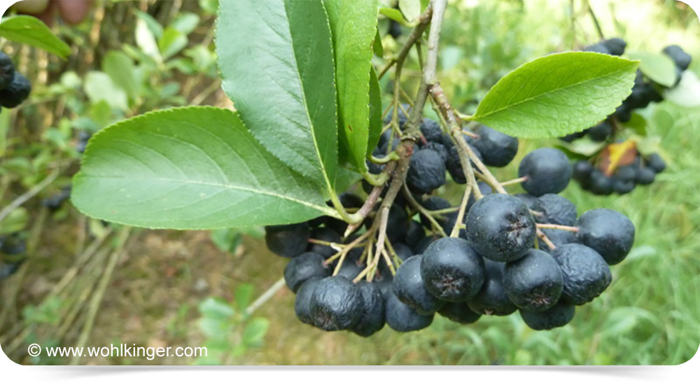 Aronia
