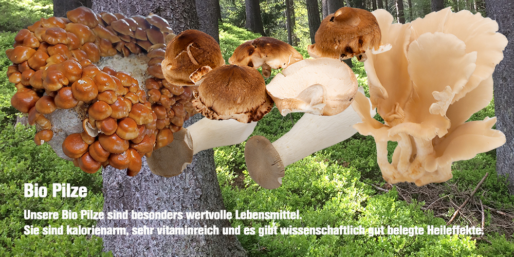 Bio Pilze Image