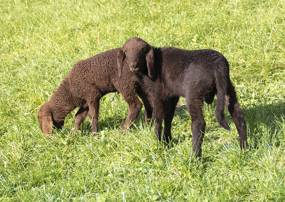 Braune Bergl�mmer