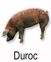 Duroc Schwein