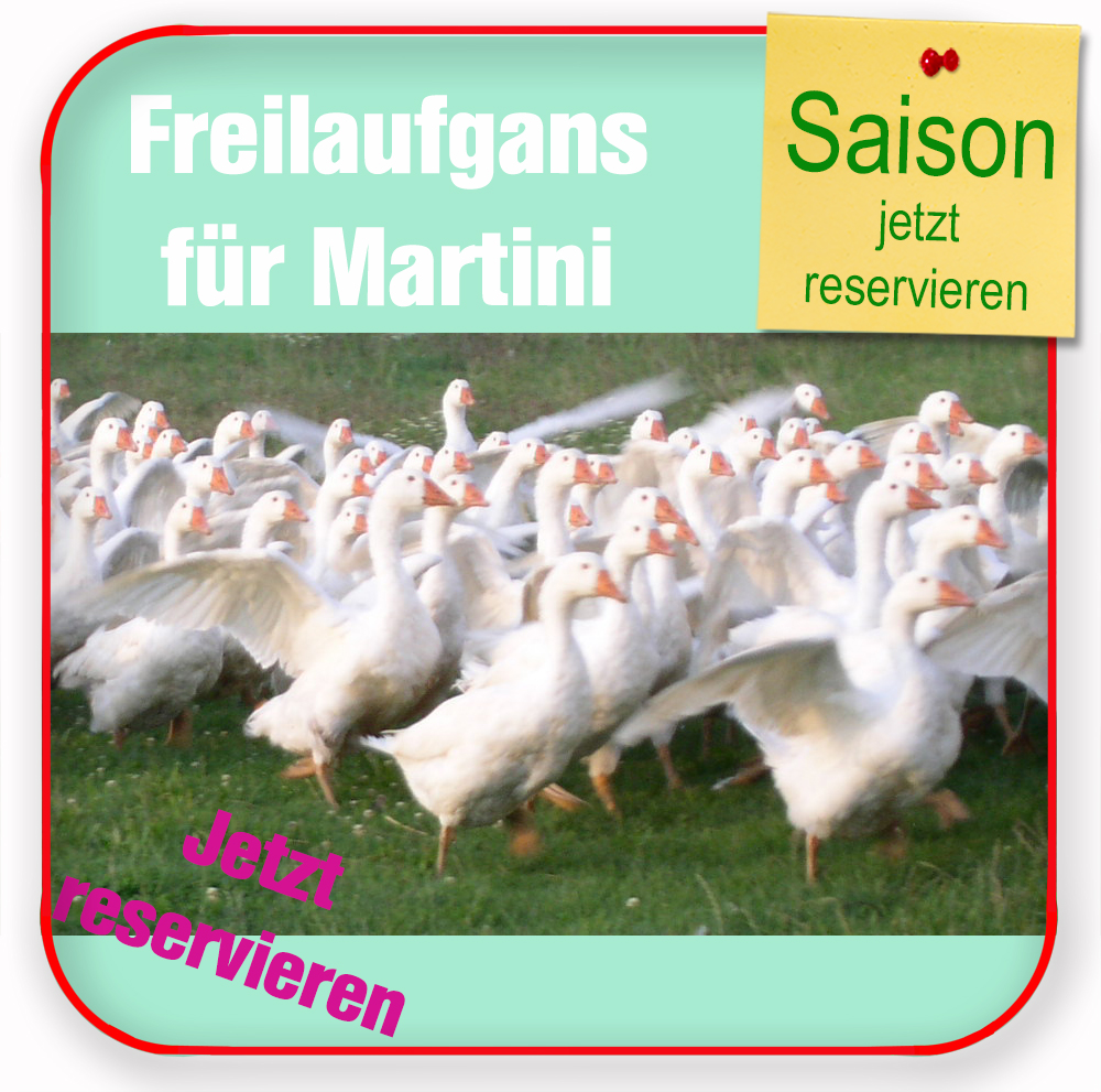 Freilaufgans 2025