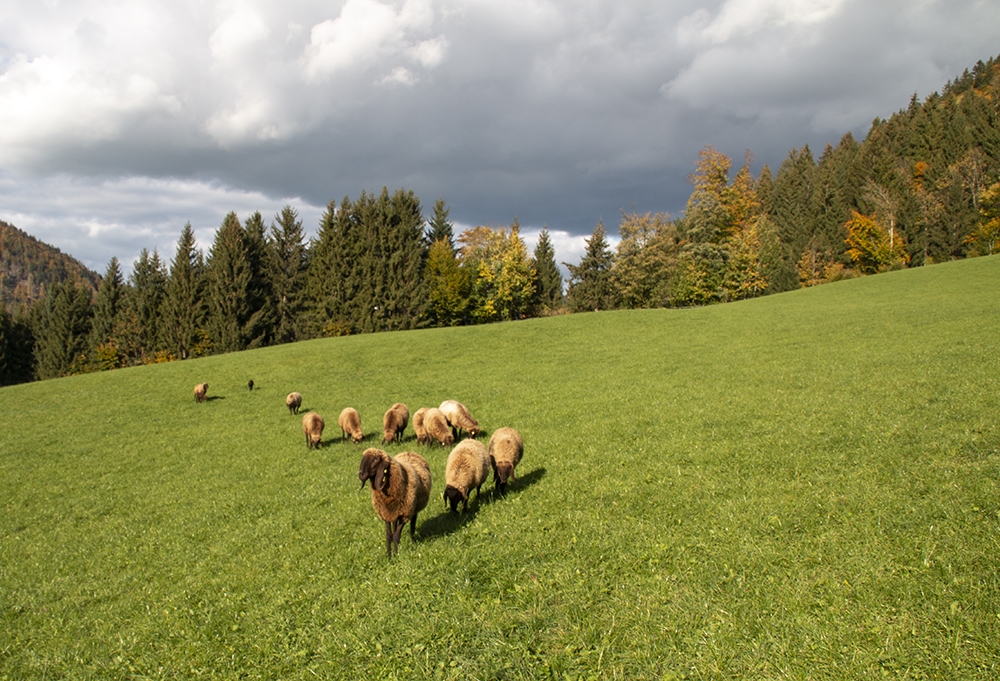 Herbststimmung am Archehof Unterd�ller