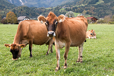 Jersey Kühe