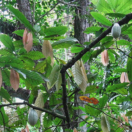Kakaobaum in Panama