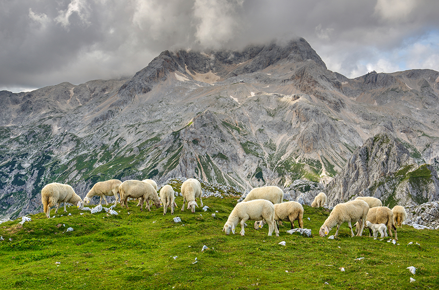 Lamm aus dem Gebirge bei Schätze aus Österreich