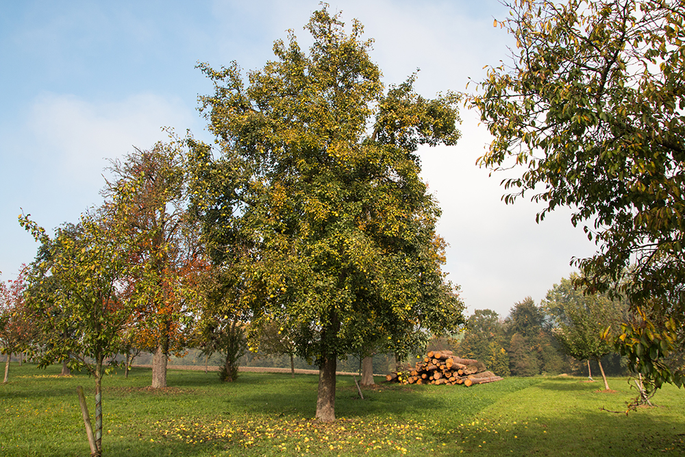 Landbirnenbaum am Hof