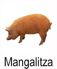 Mangalitza Schwein