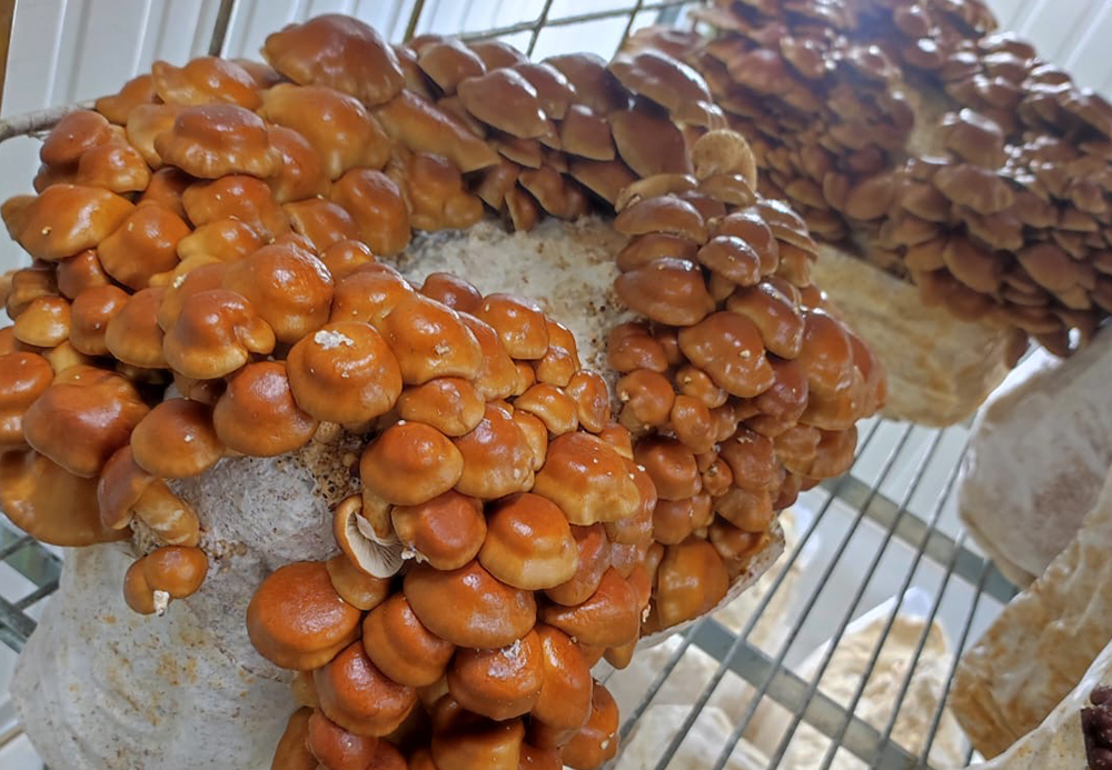 Nameko Bio Pilze