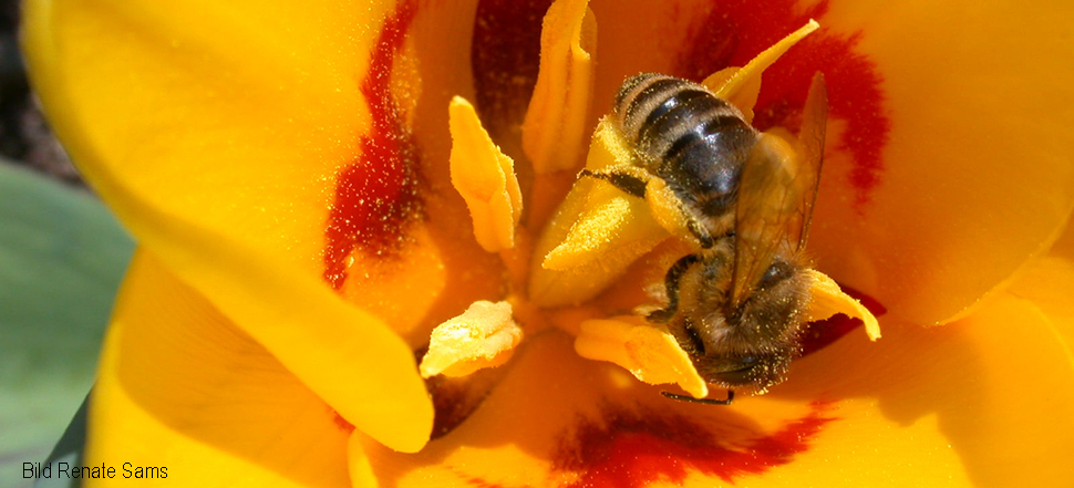 Bienen für unseren Blütenhonig