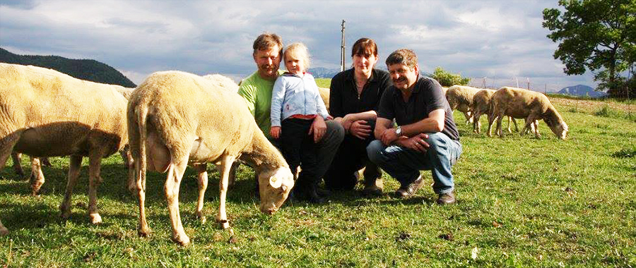 Schafe bei Nuart