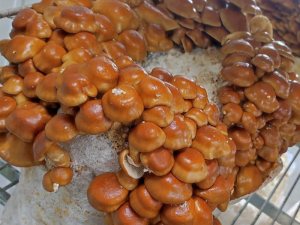 Nameko Bio Pilze