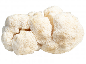 Stachelbartpilz Bio