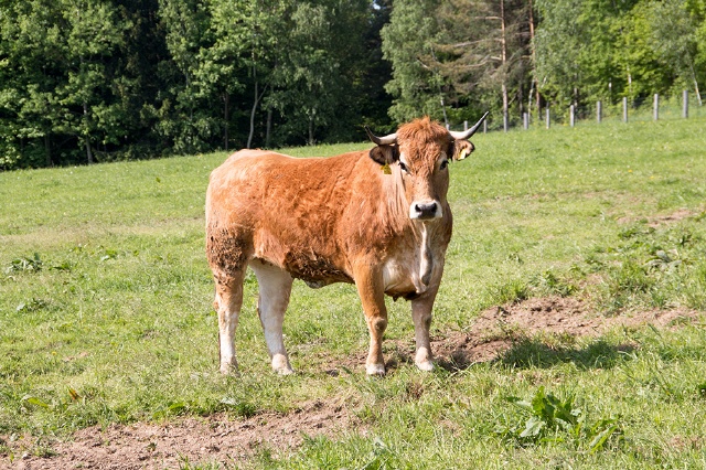 Aubrac Rinder
