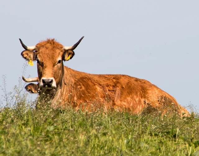 Aubrac Rinder