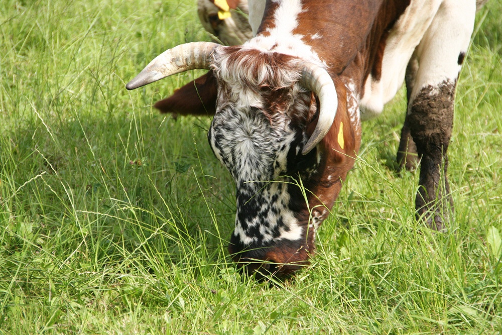 Die Bedeutung der Hörner für die Kuh
